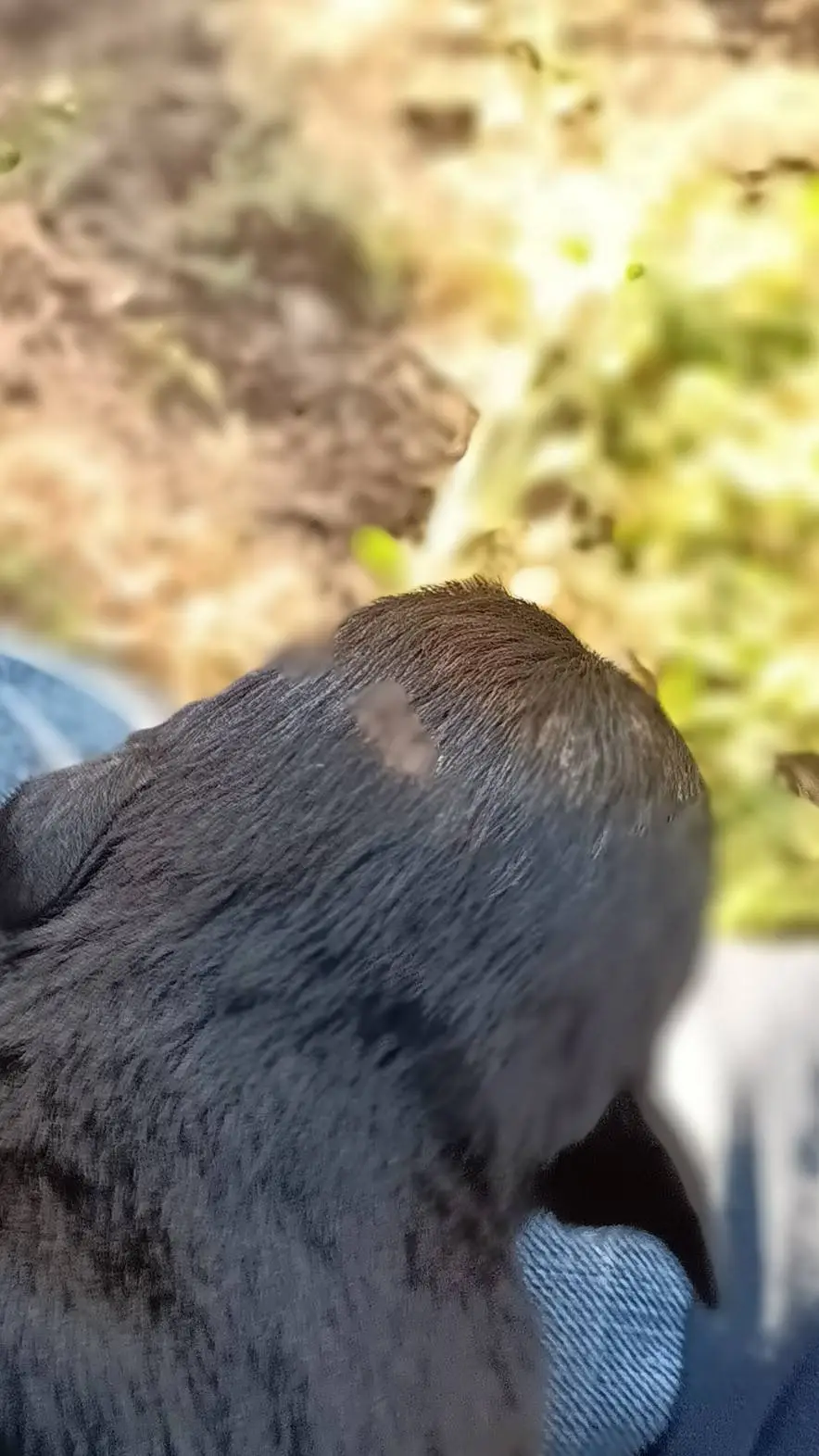 ai character: the pick me background