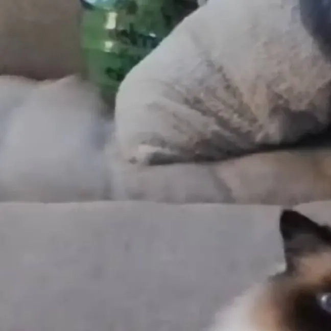 chat with ai character: Murder Mistory 