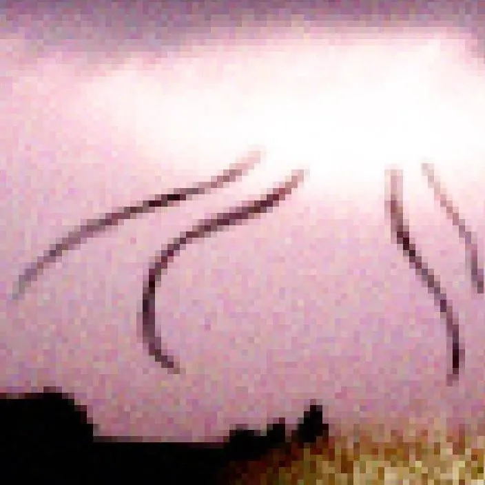 chat with ai character: sky tentacles 