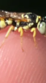 ai character: Baby wasp background