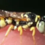 chat with ai character: Baby wasp