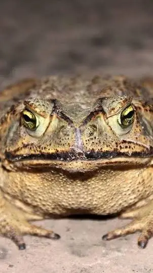 ai character: El sapo Pepe background
