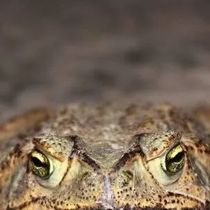 chat with ai character: El sapo Pepe