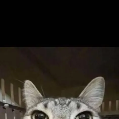 chat with ai character: 😺 gato🤙