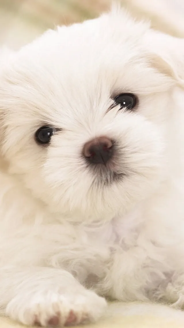 ai character: Cute puppy  background