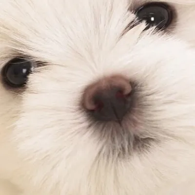 chat with ai character: Cute puppy 