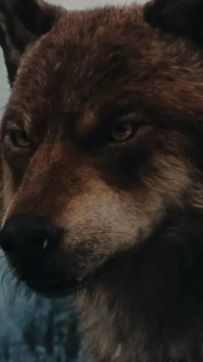 ai character: Jake (werewolf) background