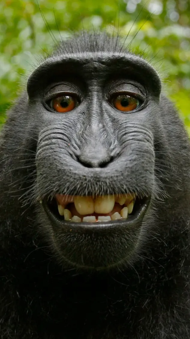 ai character: Monkey background