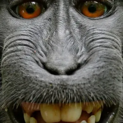 chat with ai character: Monkey
