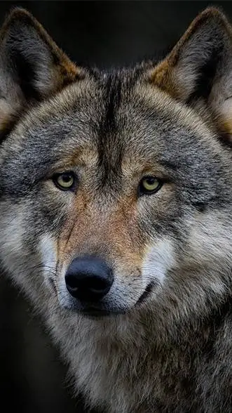 Talkie AI - Chat with Greyson