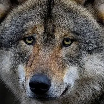 chat with ai character: Greyson