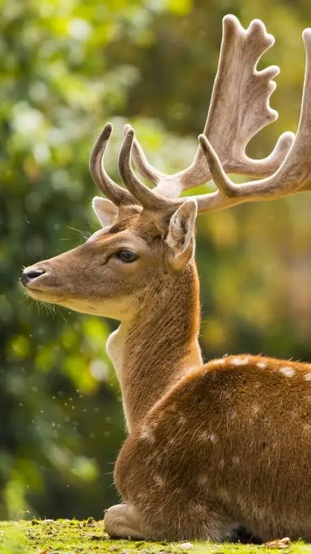 Talkie AI - Chat with Legolas