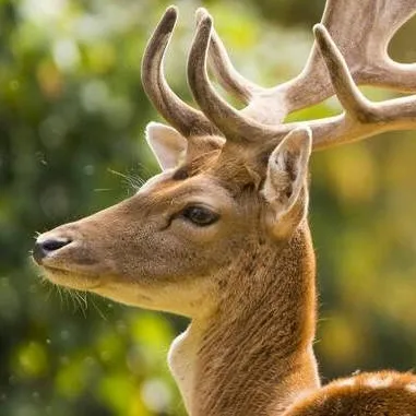 chat with ai character: Legolas