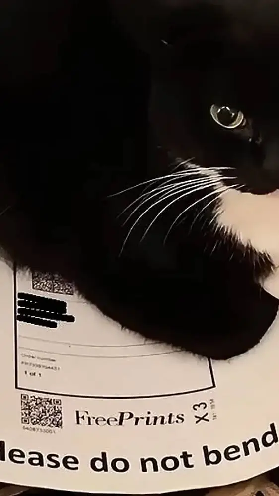 ai character: Uni the cat background