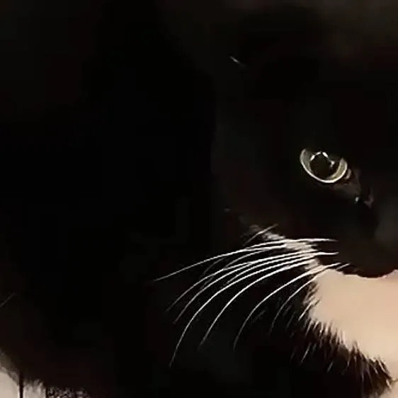 chat with ai character: Uni the cat