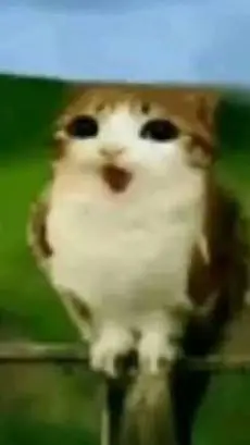 ai character: Meowl background