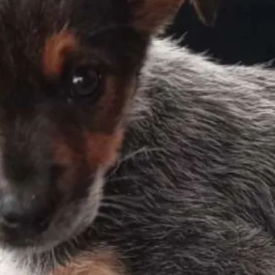 chat with ai character: Tilla (puppy)