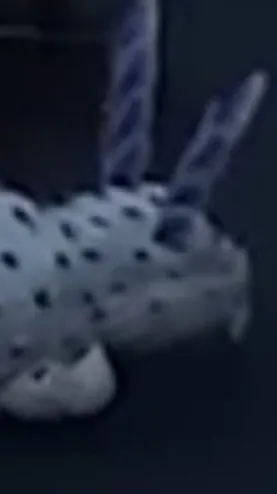 ai character: Pressure sea bunny background