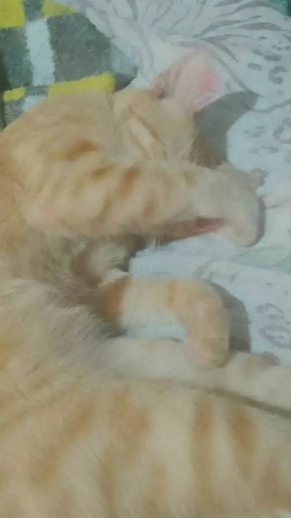 ai character: Ana background