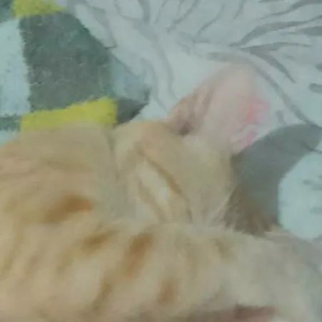 chat with ai character: Ana