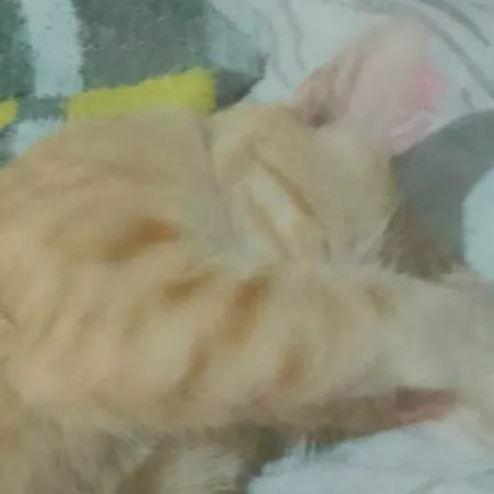 chat with ai character: Ana