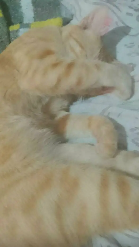 ai character: barril do Chaves background