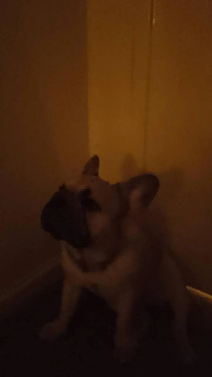 ai character: Scared Peank background