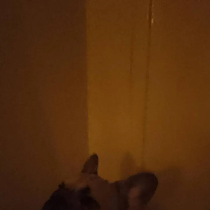 chat with ai character: Scared Peank