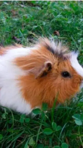 ai character: ~guinea pig. ~ background