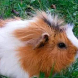 chat with ai character: ~guinea pig. ~