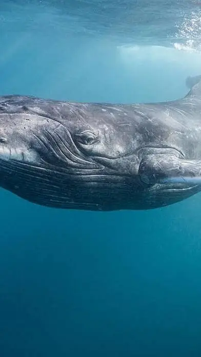 ai character: 🐋CH as whales!🐋 background