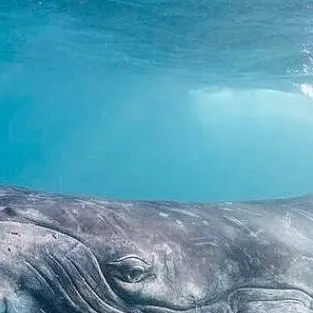 chat with ai character: 🐋CH as whales!🐋