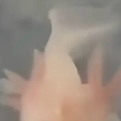 chat with ai character: Axolotl cute