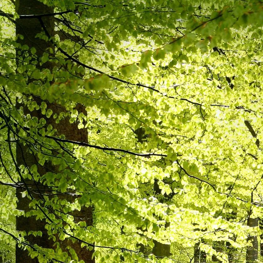 chat with ai character: therians 