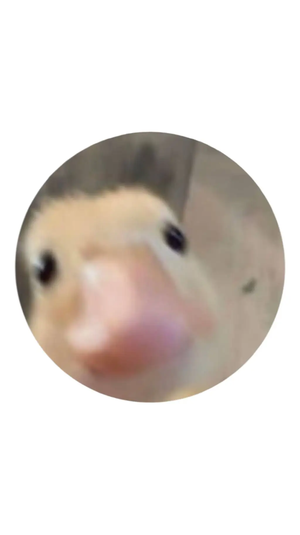 ai character: Duck  background