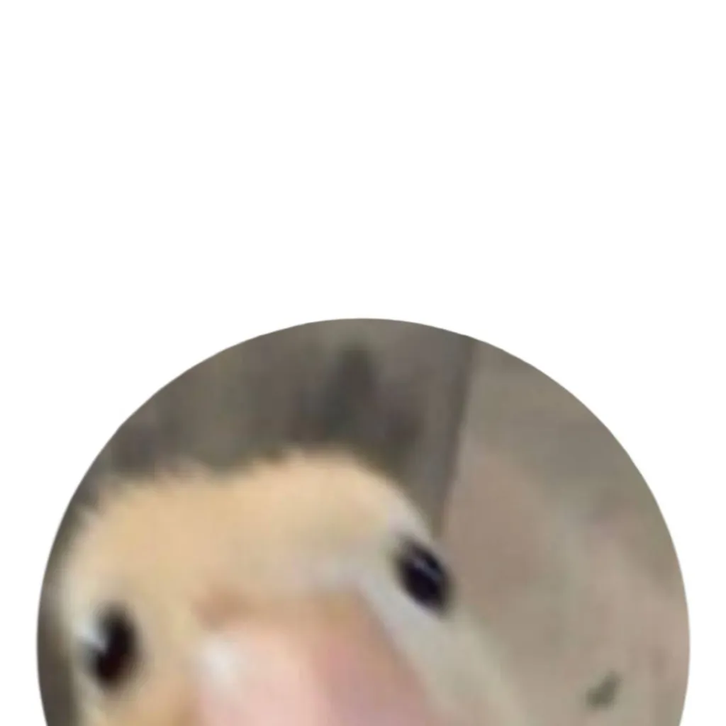 chat with ai character: Duck 