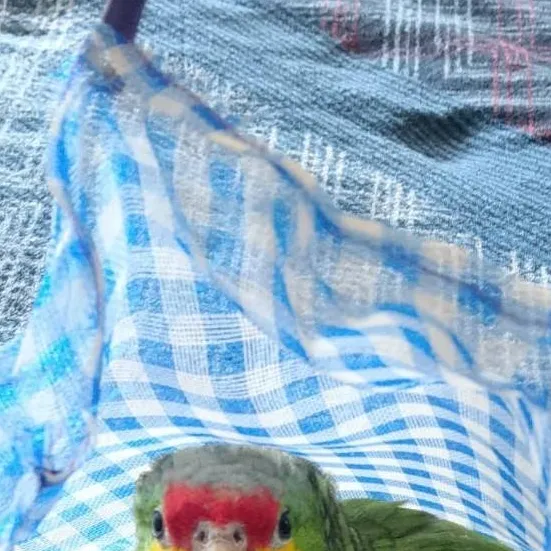 chat with ai character: He revivido 