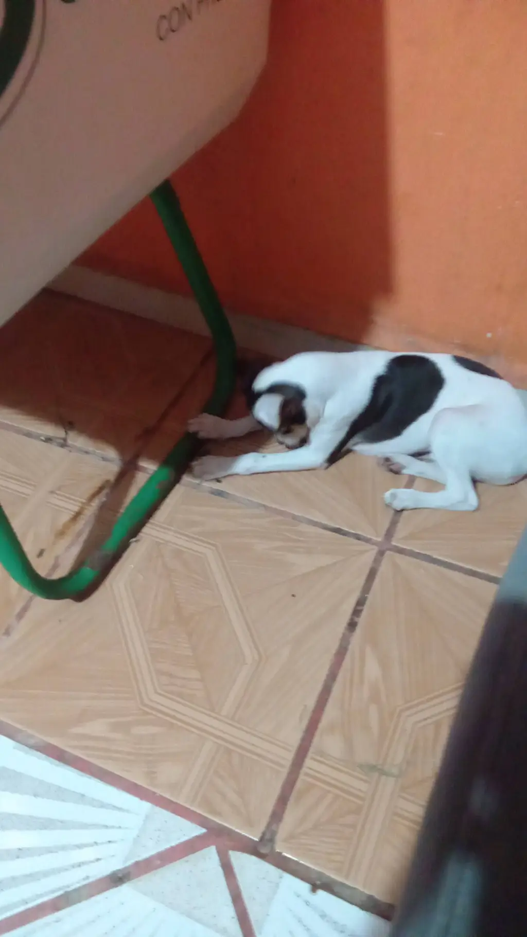 ai character: perrito dormilon background