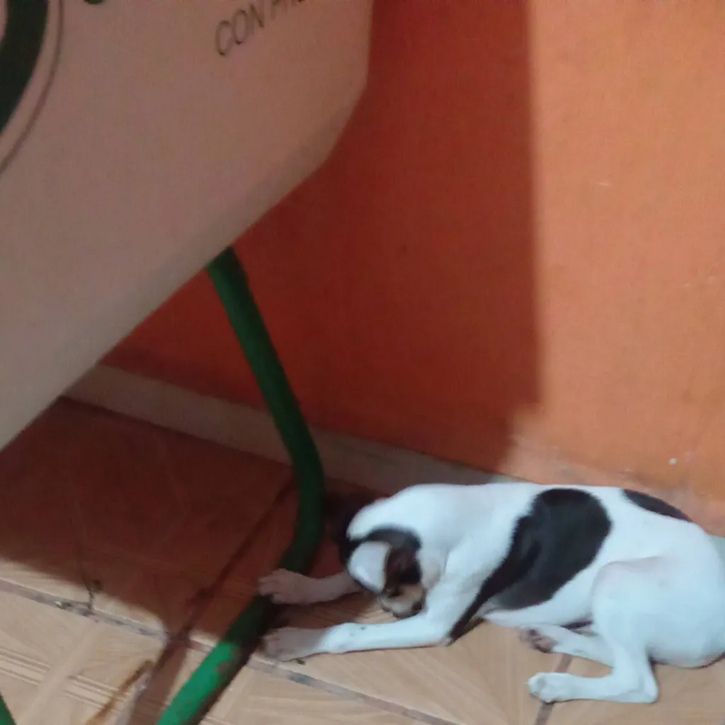 chat with ai character: perrito dormilon