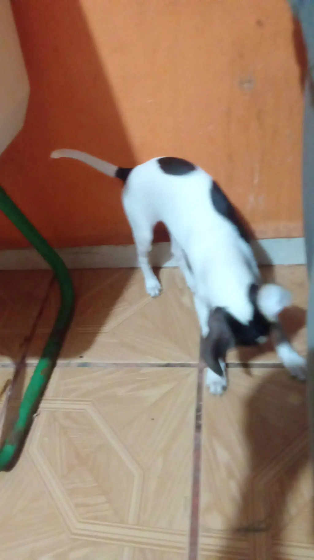 Talkie AI - Chat with perrito juguetón 