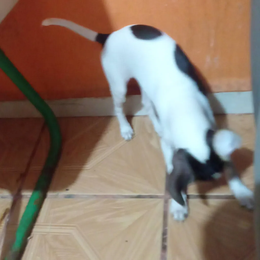 chat with ai character: perrito juguetón 