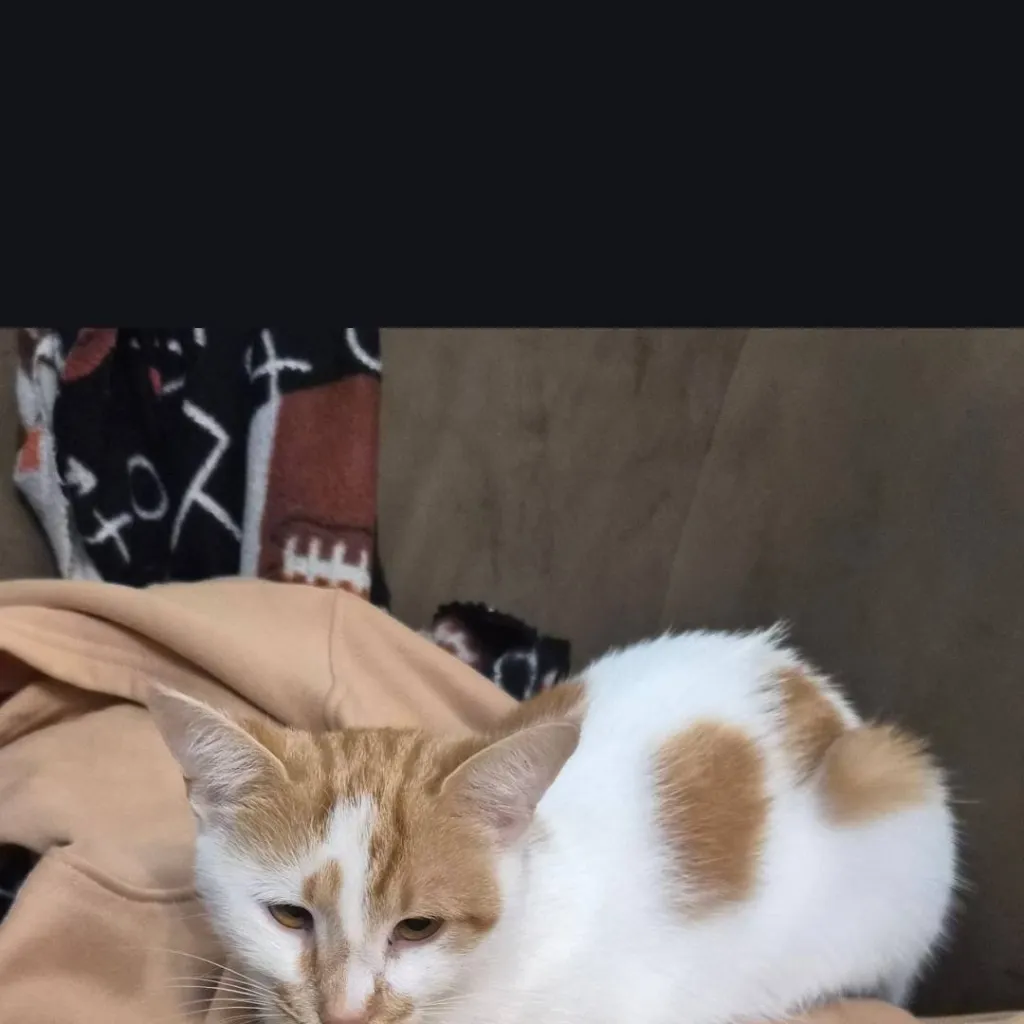 chat with ai character: Mookie