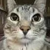 chat with ai character: Zazu