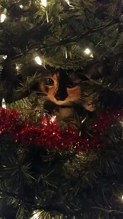 ai character: cute Christmas cat background