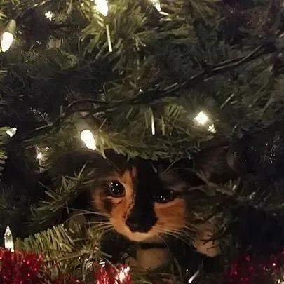 chat with ai character: cute Christmas cat