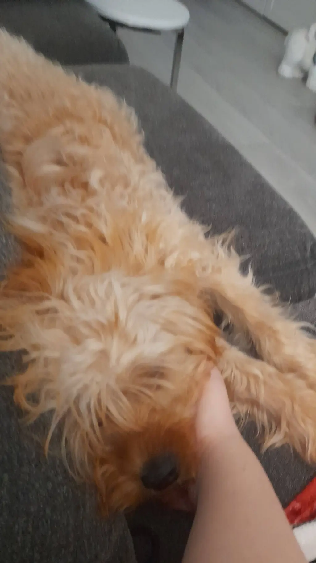 ai character: Lucy background