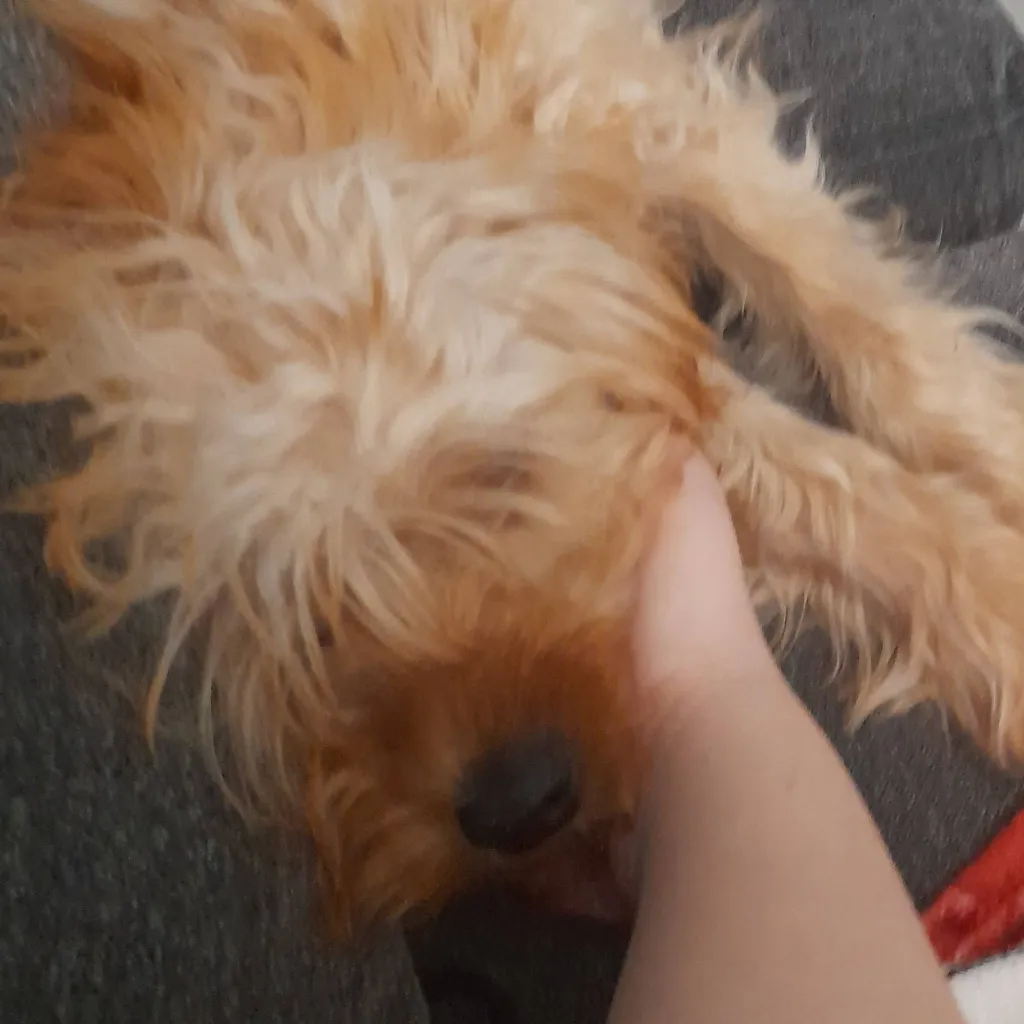 chat with ai character: Lucy