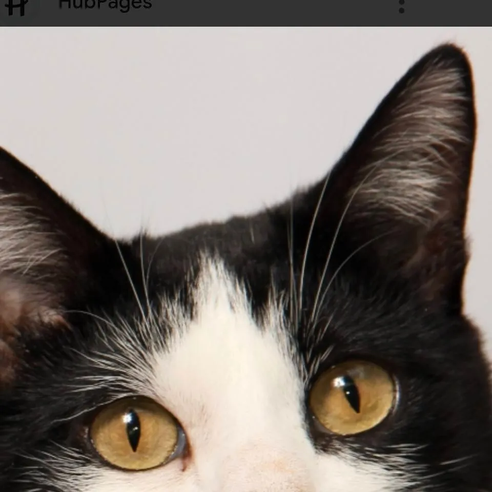chat with ai character: Oreo