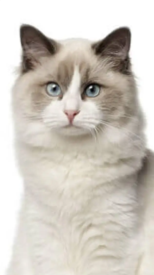 ai character: Pickles background