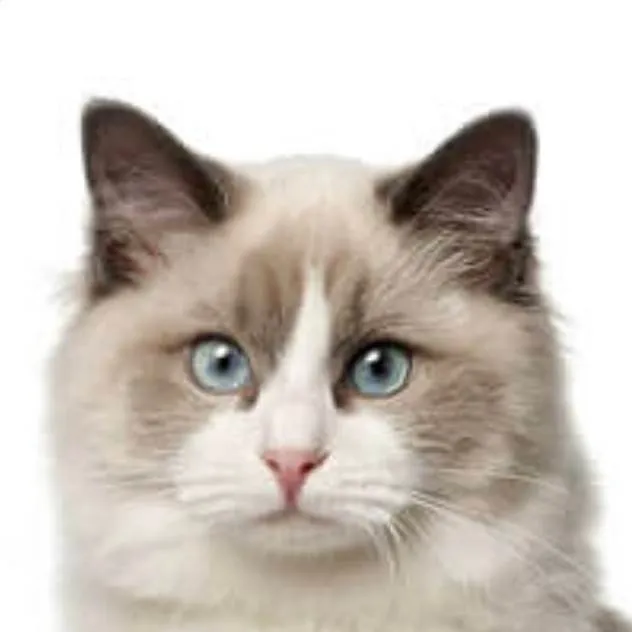 chat with ai character: Pickles